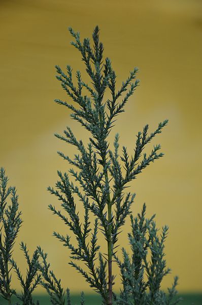 File:Juniperus chinensis - Kolkata 2013-11-10 4408.JPG