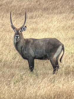 Dume la kuro ndogoro (Kobus ellipsiprymnus)