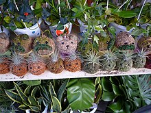 Kokedama aus komprimiertem Schaum