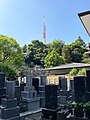 墓地から東京タワーをのぞむ