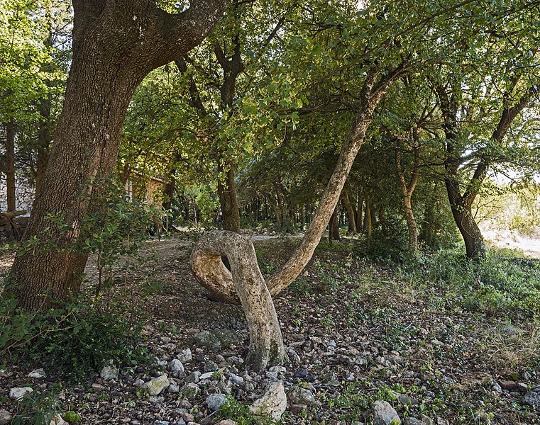 File:L'arbre de la Chapelle Saint-Pierre de levas, Carlencas-et-Levas Hérault France.jpg