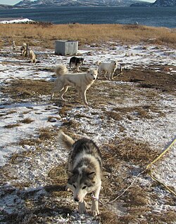 Illustrasjonsbilde av artikkelen Husky labrador