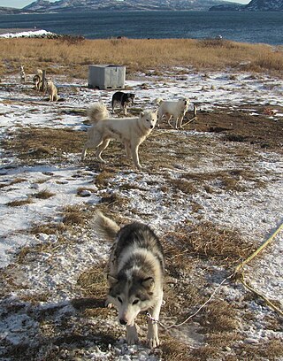 Fortune Salaire Mensuel de Husky Labrador Combien gagne t il d argent ? 2 216,00 euros mensuels