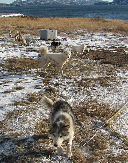 Husky_Labrador