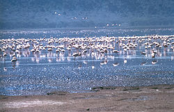 Nakuru Gölü flamingos.jpg