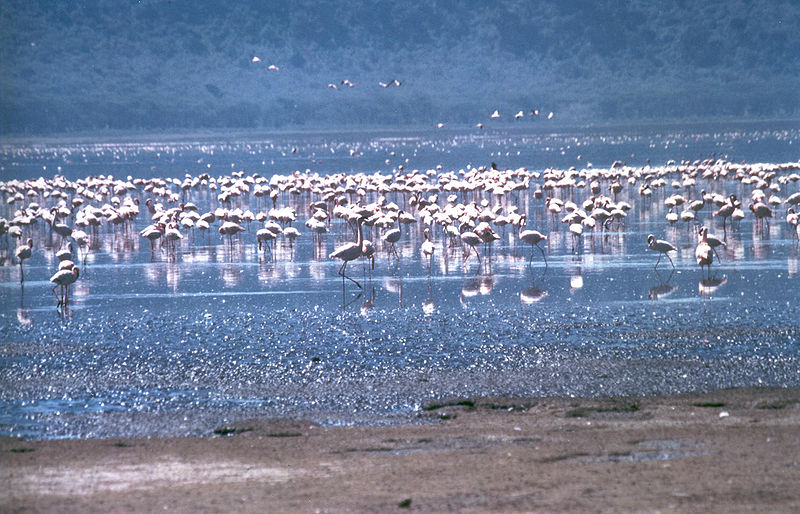 File:Lake Nakuru flamingos.jpg