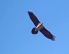 Adult in flight from below (note the tail shape)