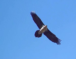 Llista D'ocells De Catalunya