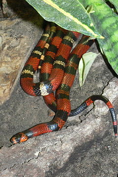 Pieniškoji gyvatė (Lampropeltis triangulum hondurensis)