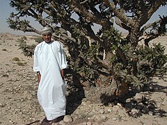 Arbre à encens dans le sultanat d'Oman