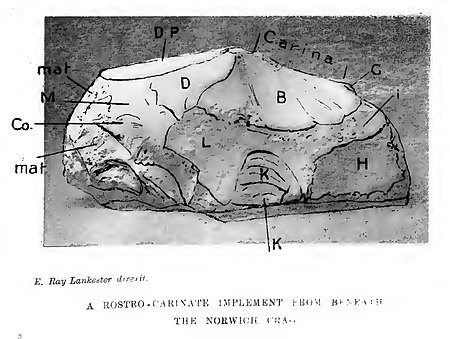 An annotated picture of the Norwich Test Specimen, figured in Lankester (1914), Plate 3. Lankester 1914, plate 3c.jpg