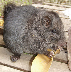 Лаоска скална мишка (L. aenigmamus)
