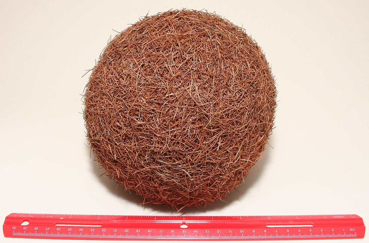 Larch ball