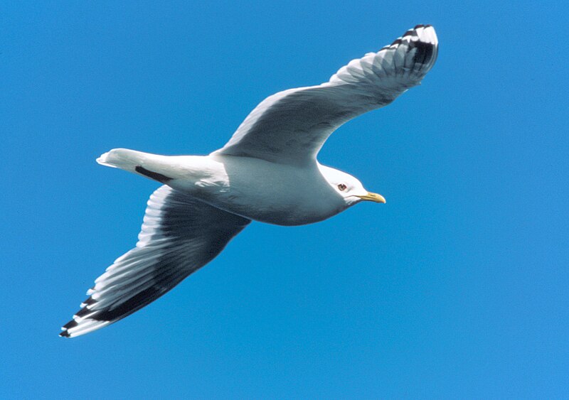 File:Larus canus brachyrhynchus in flight.jpg