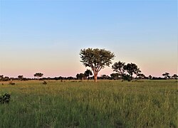 Healthy savanna landscape in Botswana Late afternoon in the Okavango savanna.jpg