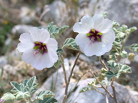 Lavatera maritima3.jpg