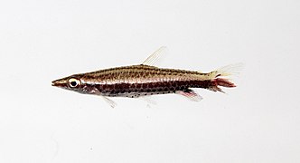 Nannostomus sp.