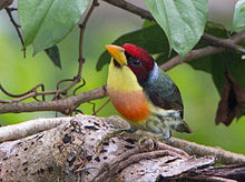 Lemon-burung Barbet (Eubucco richardsoni).jpg