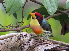 ♂ Eubucco richardsoni