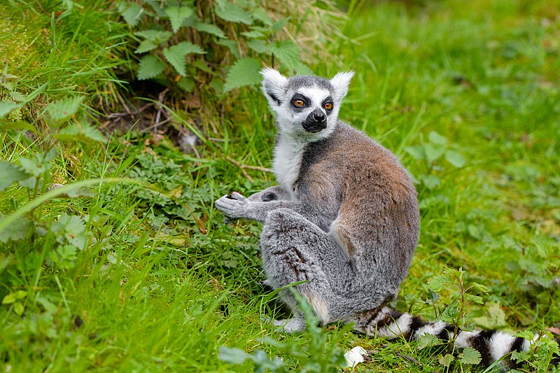 File:Lemur (40876789173).jpg