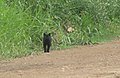 gato montés con melanismo (Leopardus geoffroyi) caminando por el parque nacional Ciervo de los Pantanos