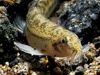 <i>Lepidocephalichthys hasselti</i> Species of fish