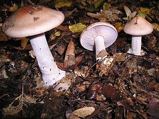 <i>Lepista glaucocana</i> Species of fungus