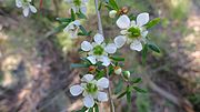 Thumbnail for Leptospermum polygalifolium