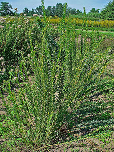 Lespedeza capitata Habitus