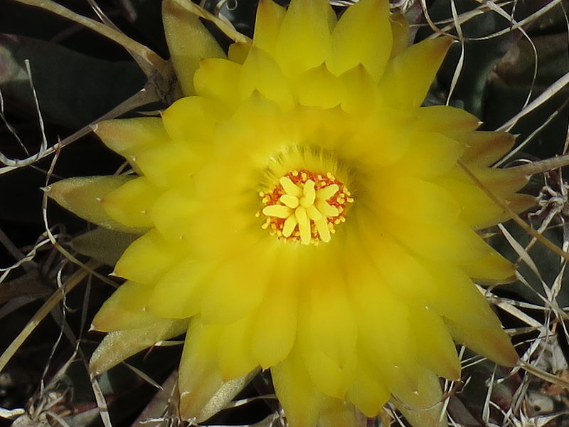 File:Leuchtenbergia principis 37.JPG