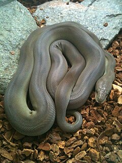 <span class="mw-page-title-main">Olive python</span> Species of snake