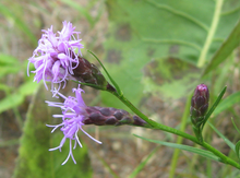 Liatris cylindracea.png