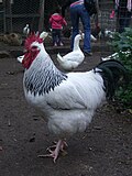 Thumbnail for File:Light Sussex rooster - Collingwood Children's Farm (cropped).jpg