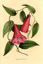 Lapageria rosea Reis & Par.