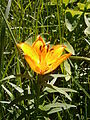 Lilium bulbiferum var. croceum