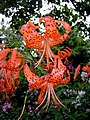 Lilium lancifolium