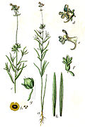 Linaria arvensis