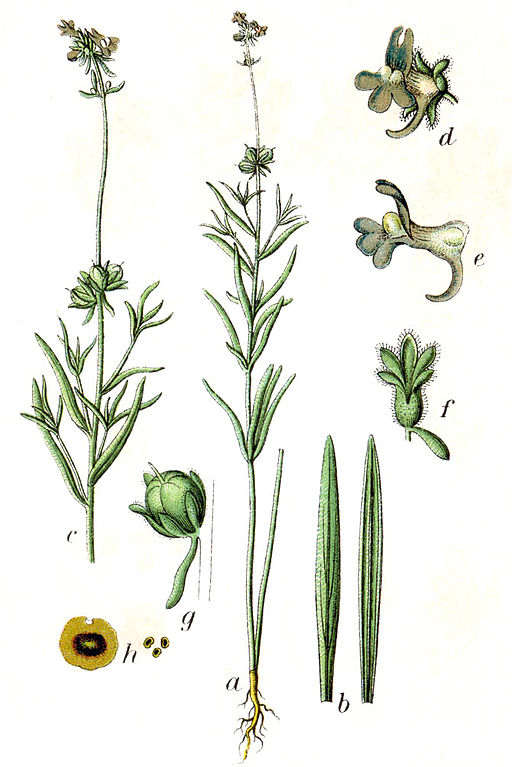 Linaria arvensis Sturm25