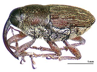 <i>Linogeraeus</i> Genus of beetles