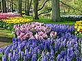 Lisse, parc floral néerlandais de Keukenhof (14)