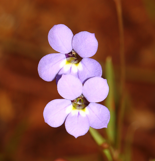 <i>Lobelia douglasiana</i> Species of flowering plant
