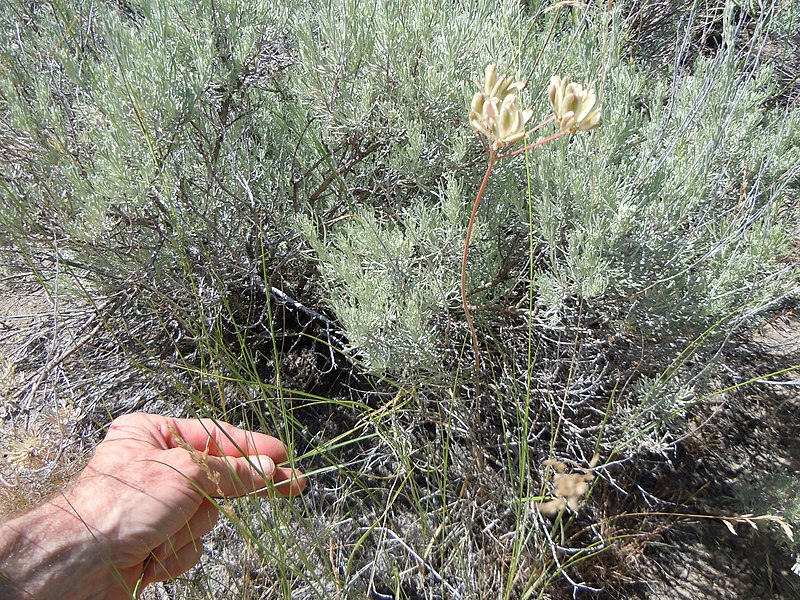 File:Lomatium triternatum (5036228615).jpg