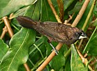 Foto de pájaro marrón de pico grueso en vegetación
