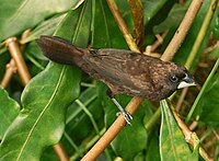 Photo of thick-billed brown bird in vegetation