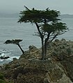 Lone Cypress