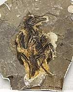 Compression fossil - Wikipedia