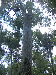 "Lady Liberty", Big Tree Park, Longwood, Florida