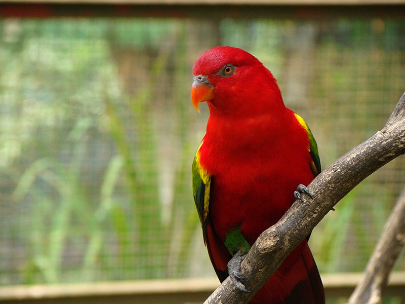 File:Lorius garrulus -Kuala Lumpur Bird Park, Malaysia-8a (2).jpg