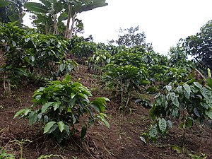 Los guaduales Balboa Cauca cultivo de cafe - panoramio.jpg