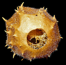 Distalt syn, frø glider gennem operculum, fibrøs mesocarp.